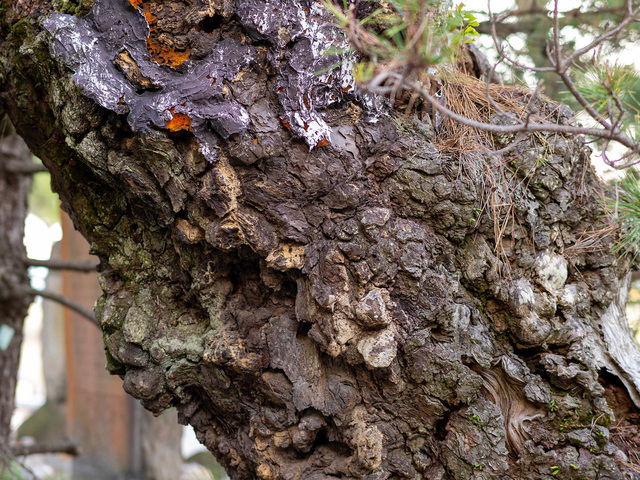 Japanese Black Pine