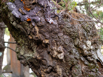 Japanese Black Pine